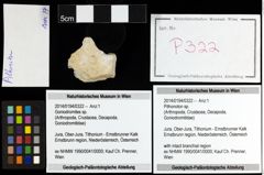 Foto (Objekt + Etiketten) von Pithonoton sp. 